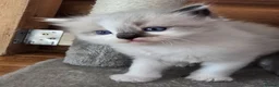 Ragdoll cats for sale: Amazingly Forward Chunky Confident Ragdoll Babies  in Bexhill-on-Sea - Advert 9