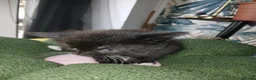 Mixed Breed cats for sale: Kittens Ready for new homes - Advert 20