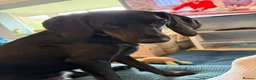 Mixed Breed dogs for adoption: Flora  ❤️  in Milton Keynes - Advert 2