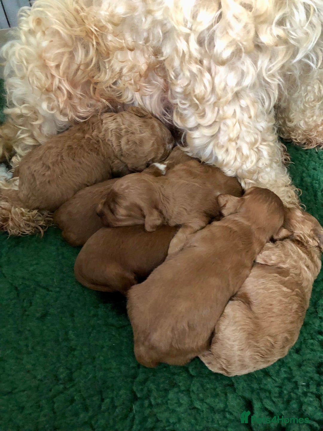 Cockapoo dogs for sale: Cockapoo puppies - Image 7