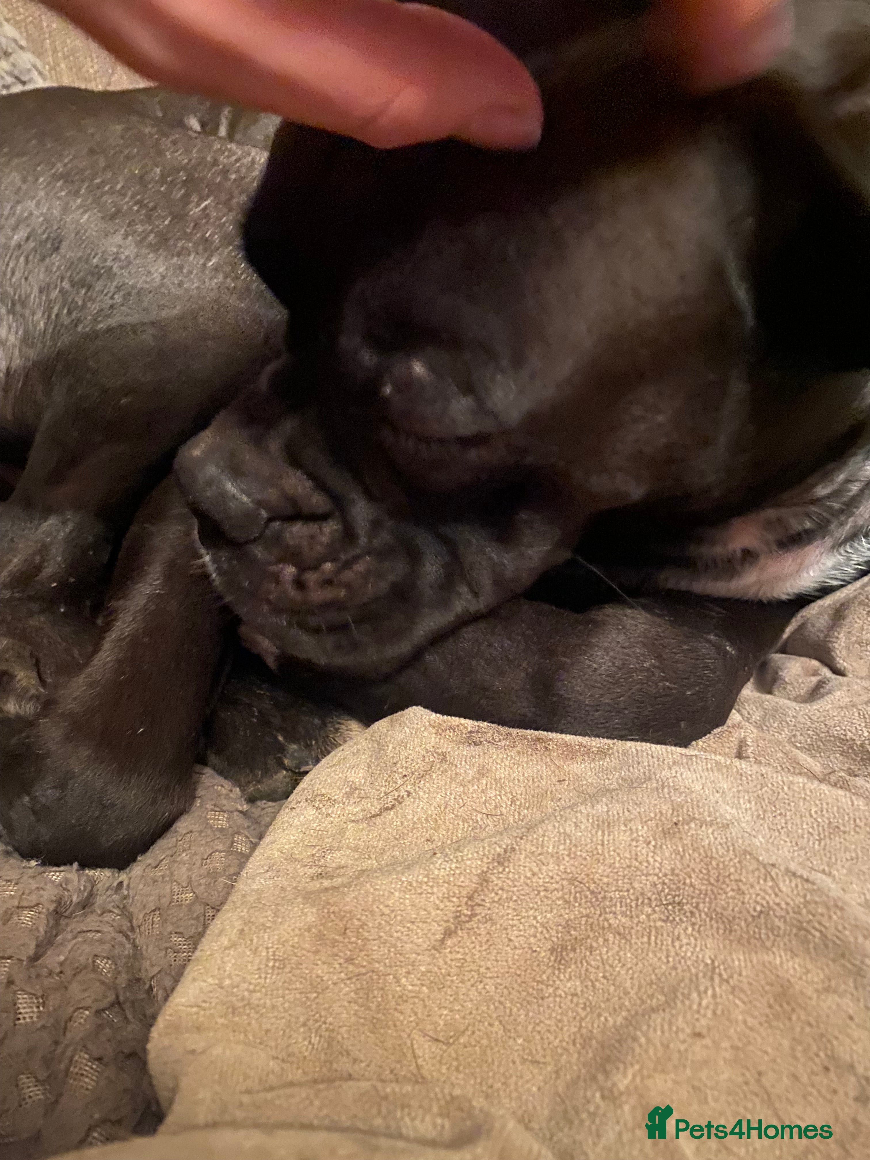 Mixed Breed dogs 🧬Kc reg mum black boxer & mini boxer pups 🤩 8wk - Advert 1