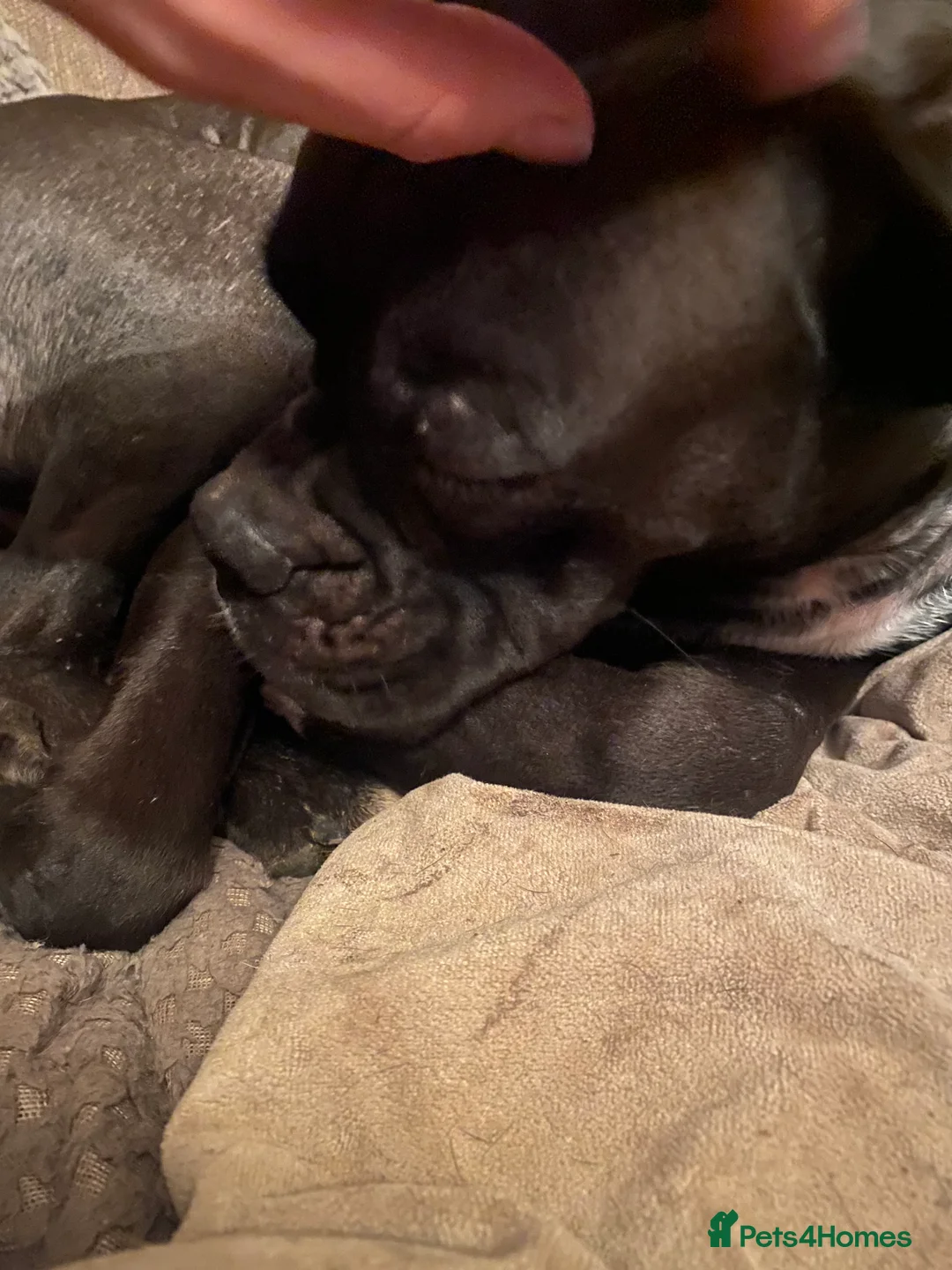 Mixed Breed dogs for sale: 🧬Kc reg mum black boxer & mini boxer pups 🤩 8wk - Advert 9