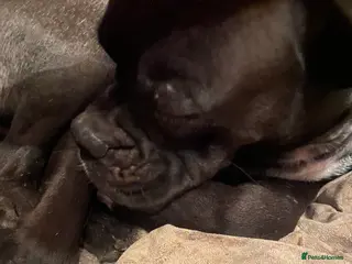 Mixed Breed dogs 🧬Kc reg mum black boxer & mini boxer pups 🤩 8wk - Advert 1