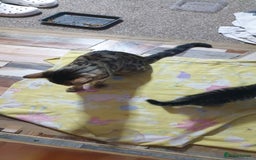 Bengal cats for sale: Bengal spotted,leopard kittens  - Image 4