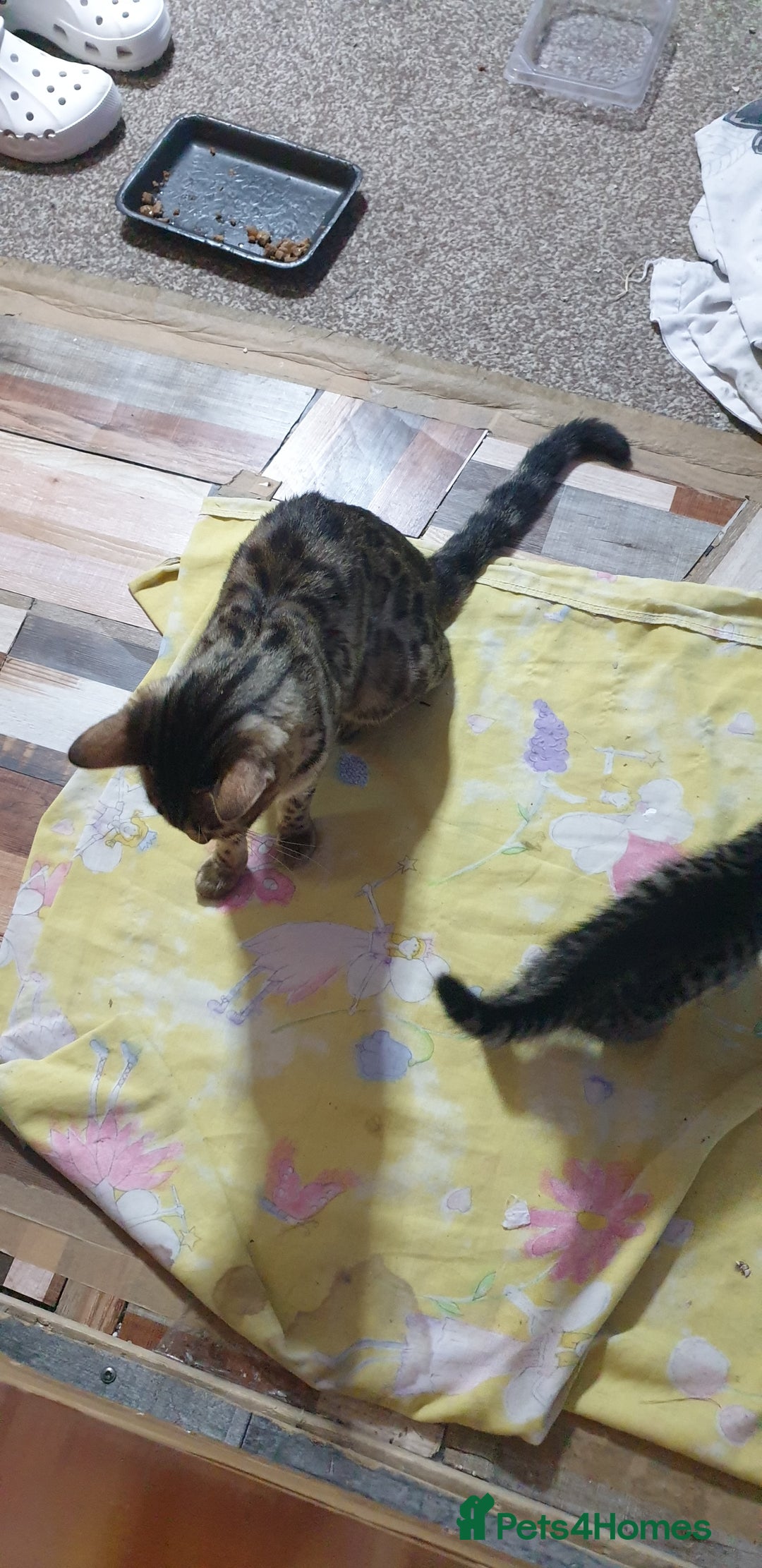 Bengal cats for sale: Bengal spotted,leopard kittens  - Image 4