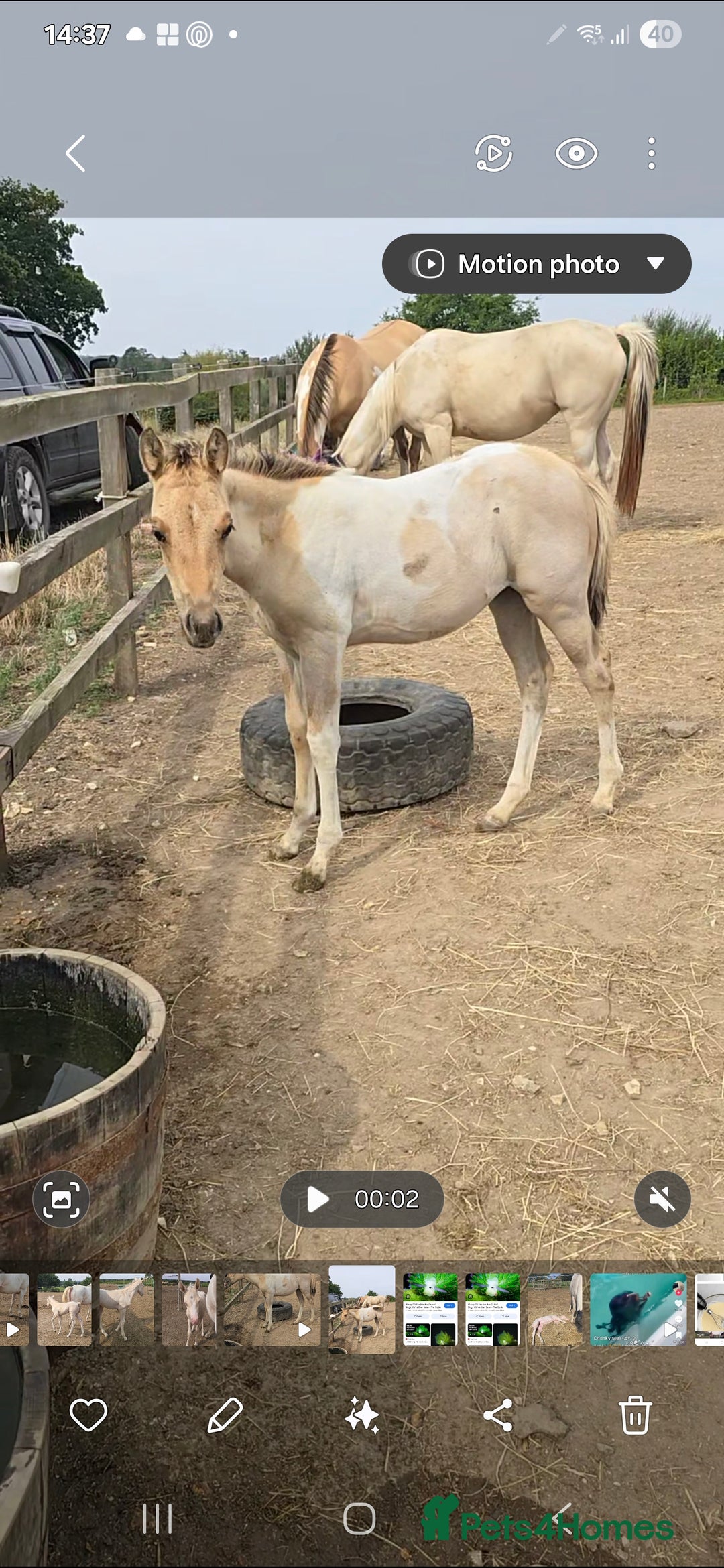 Paint horses for sale: Stunning Paint Dunskin Roan Filly  - Image 4