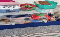 Guinea Pig rodents for sale: 2 female guinea pigs(RESERVED pending collection) - Image 3