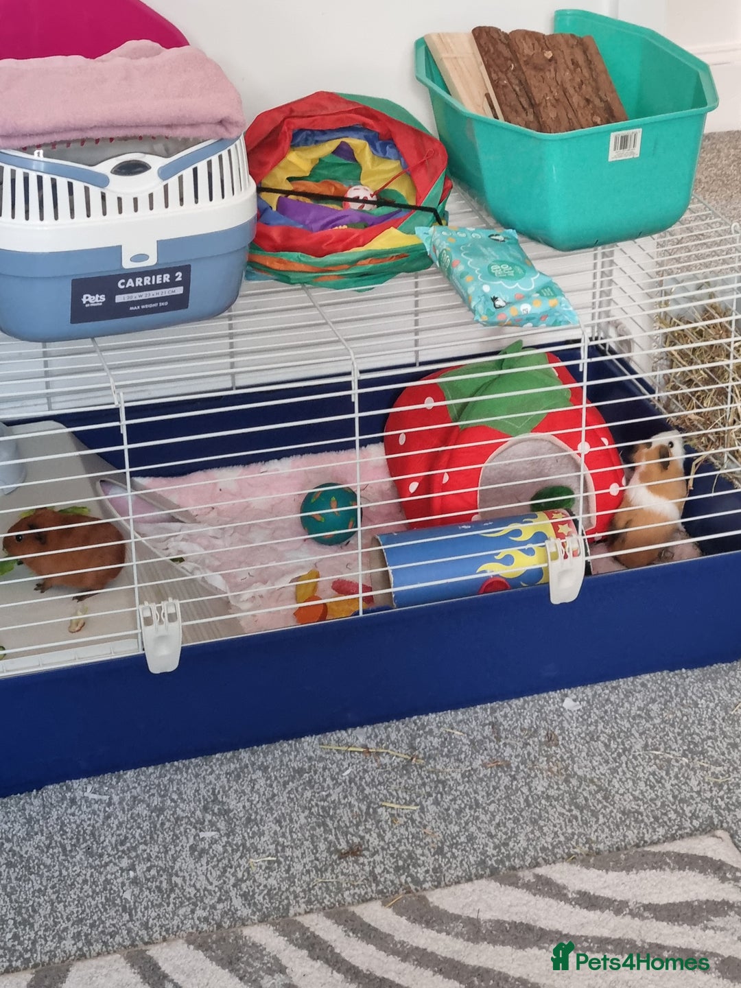 Guinea Pig rodents for sale: 2 female guinea pigs(RESERVED pending collection) - Image 3