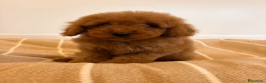 Labradoodle 6