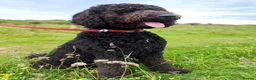 Labradoodle dogs for sale: F1B Standard Labradoodle  - Advert 1
