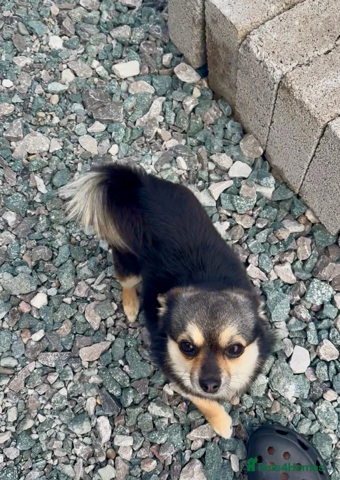 Chihuahua dogs for sale: Chihuahua male - Advert 4
