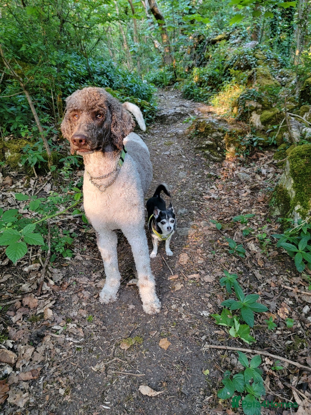 Standard Poodle dogs for stud: *Stud only - Standard poodle - Advert 3