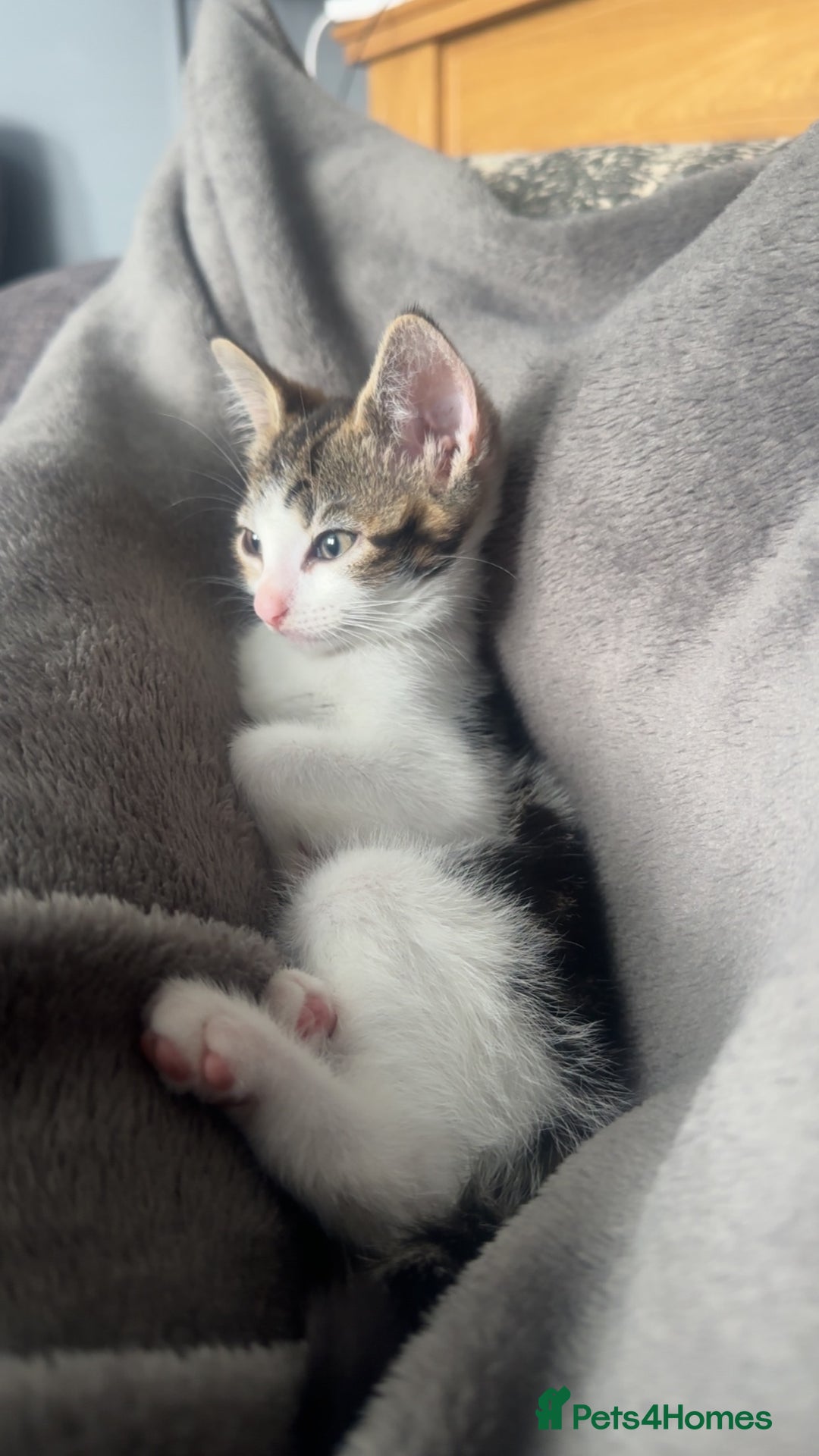 Mixed Breed cats for sale: Kitten  - Image 3