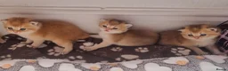 British Shorthair cats for sale: Pedigree Golden British Shorthair kittens - Advert 8