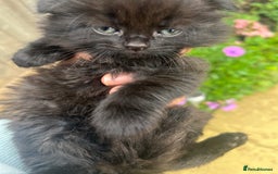 Scottish Fold cats for sale:  A little kittens scotchfold  - Image 8