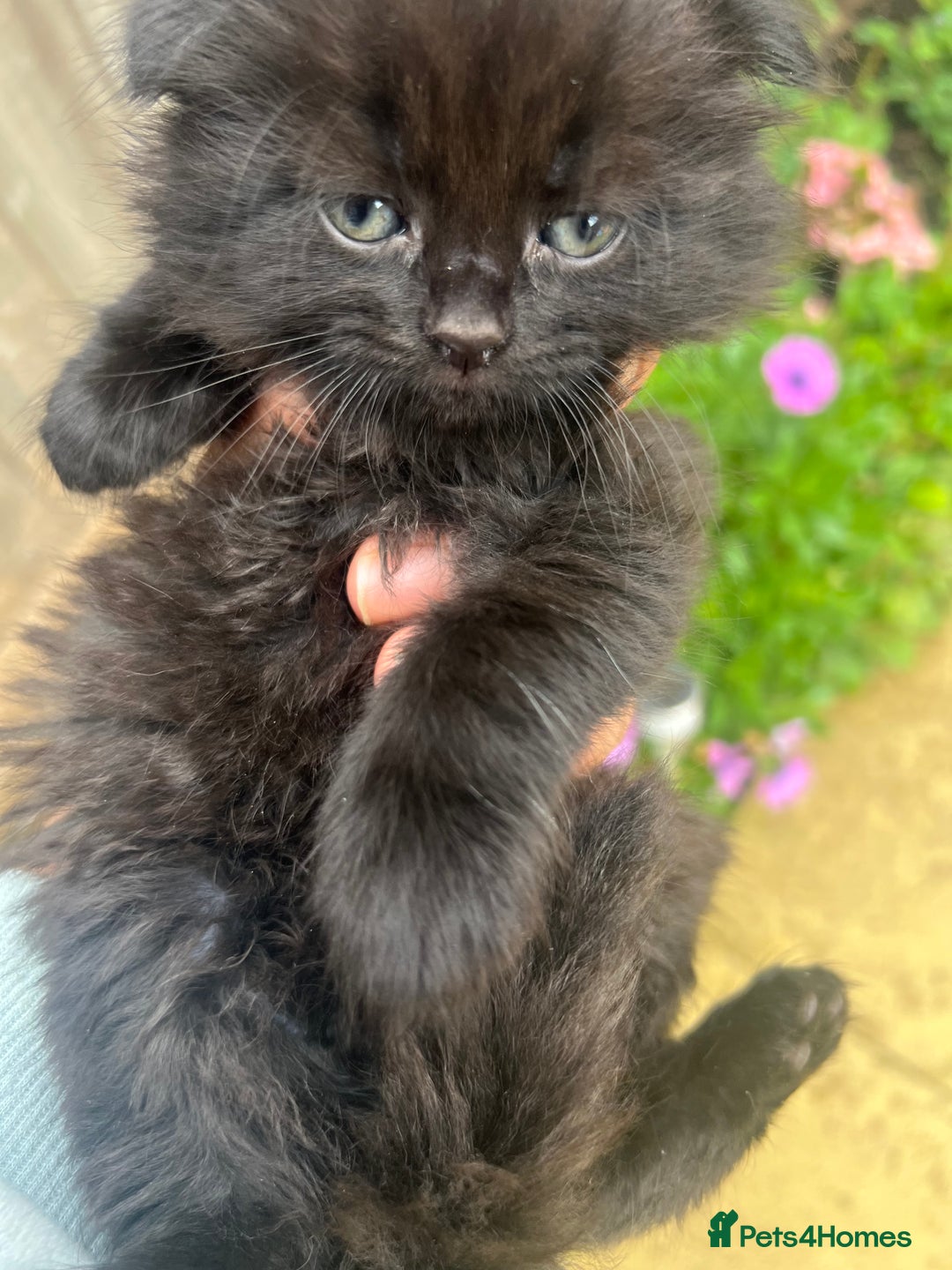 Scottish Fold cats for sale:  A little kittens scotchfold  - Image 8