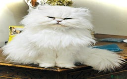 Persian cats for sale:  Persian cross now reserved.  - Image 10