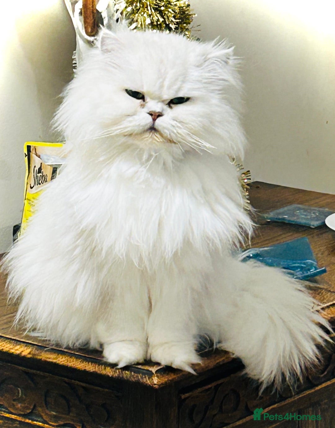 Persian cats for sale:  Persian cross now reserved.  - Image 10