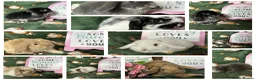 Mini Lop rabbits for sale: Beautiful Baby Mini Lops Ready now  - Advert 1