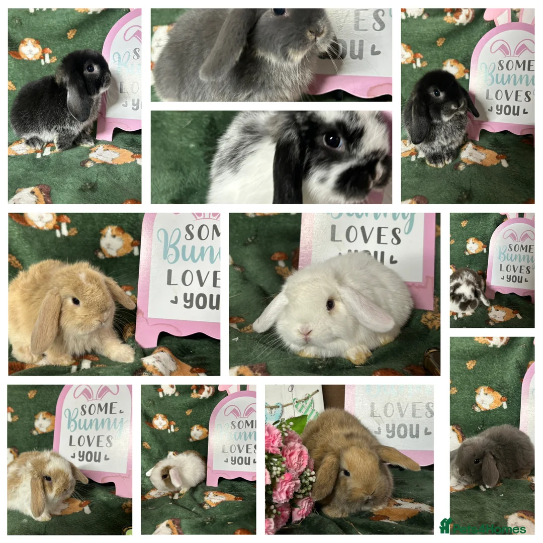 Mini Lop rabbits for sale: Beautiful Baby Mini Lops Ready now  - Advert 1