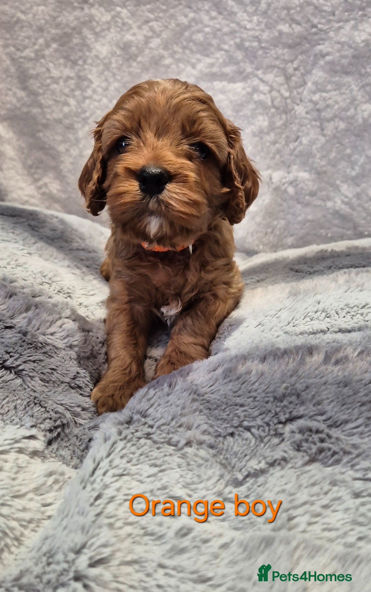 Cavapoo dogs Beautiful F1 Cavapoo puppies - Advert 15
