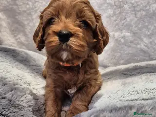 Cavapoo dogs Beautiful F1 Cavapoo puppies - Advert 15