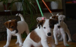 Fox Terrier dogs for sale: Smooth Fox Terrier  - Image 6