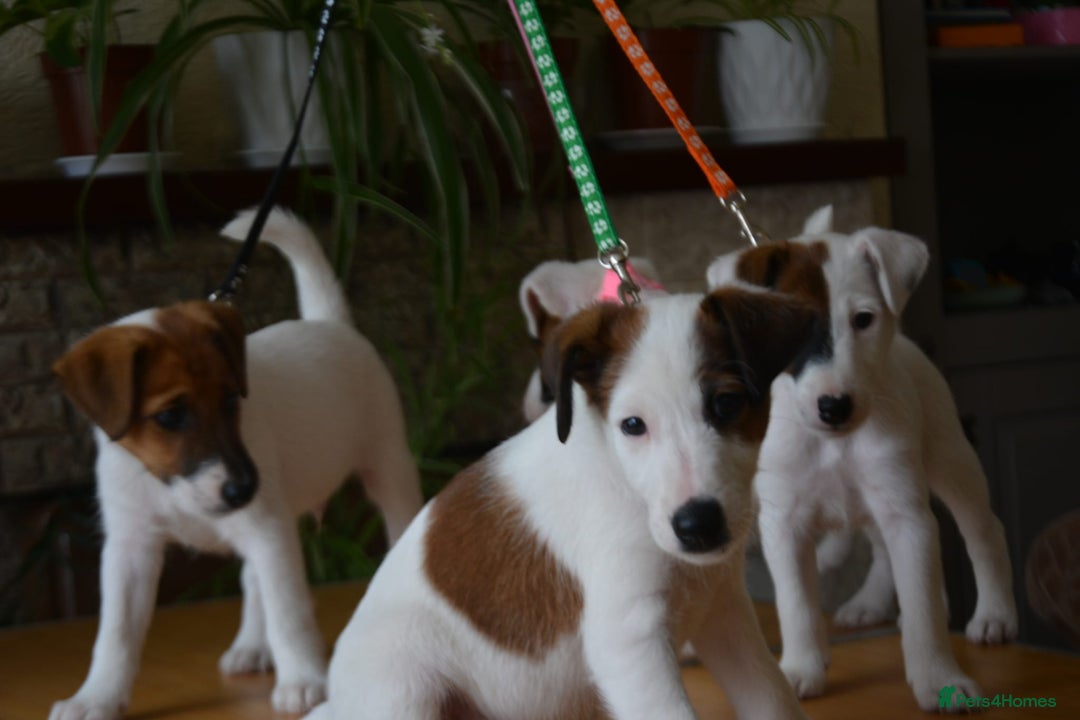 Fox Terrier dogs for sale: Smooth Fox Terrier  - Image 6