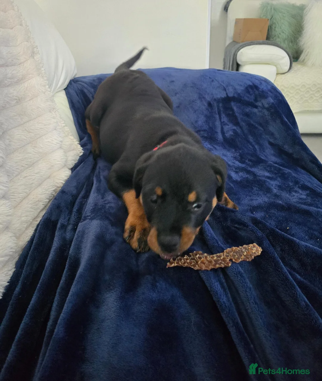 Rottweiler dogs for sale: Male Rottweiler 15wks - Advert 2