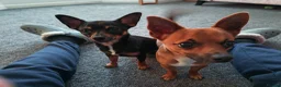 Chihuahua dogs for sale: 2 beautiful boys  - Advert 3