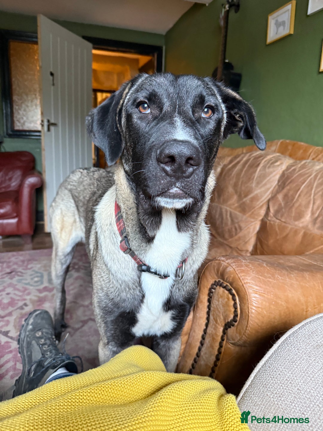 Mixed Breed dogs for sale: Rafeiro Alentejo  - Advert 1