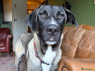 Mixed Breed dogs Rafeiro Alentejo - Advert 1