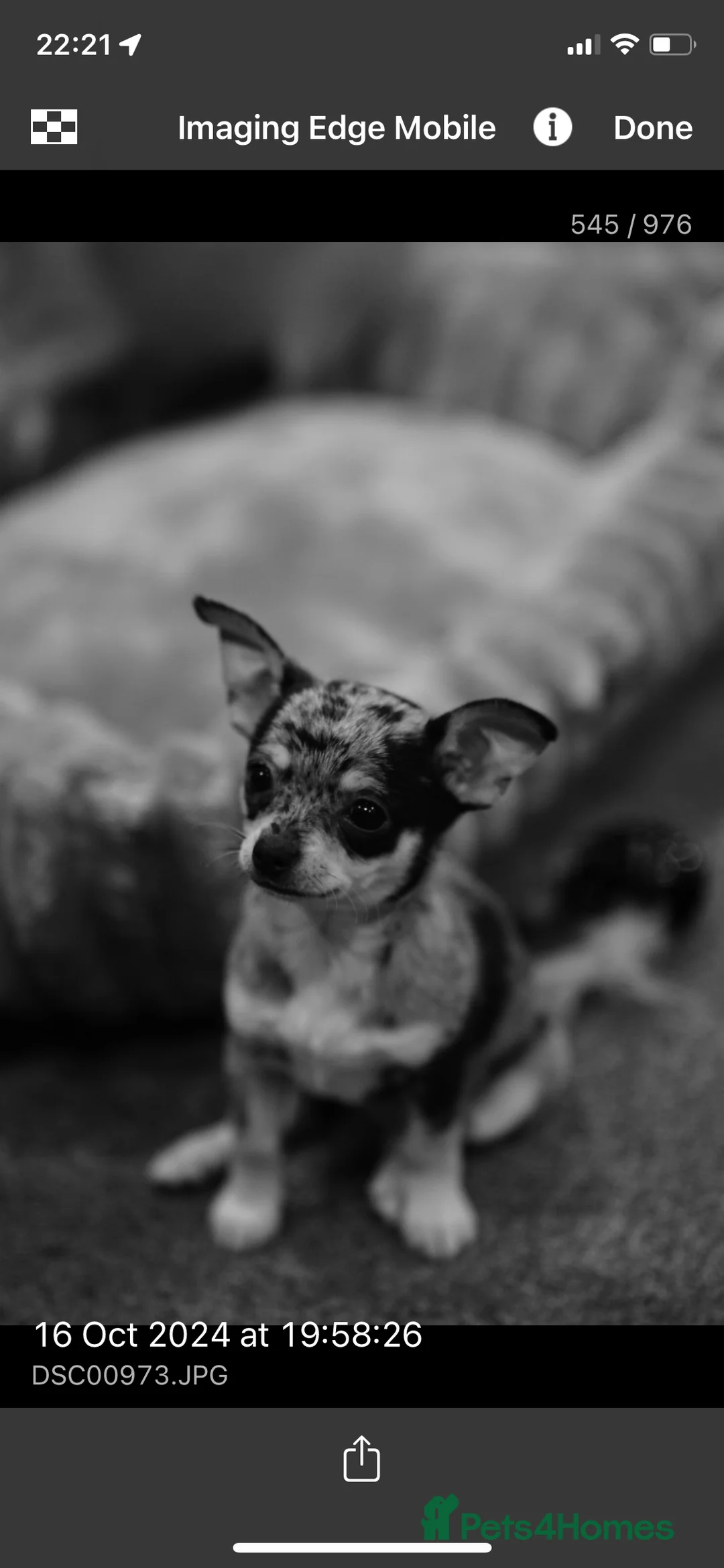 Chihuahua dogs for sale: Mum and daughter chihuahuas  - Advert 18