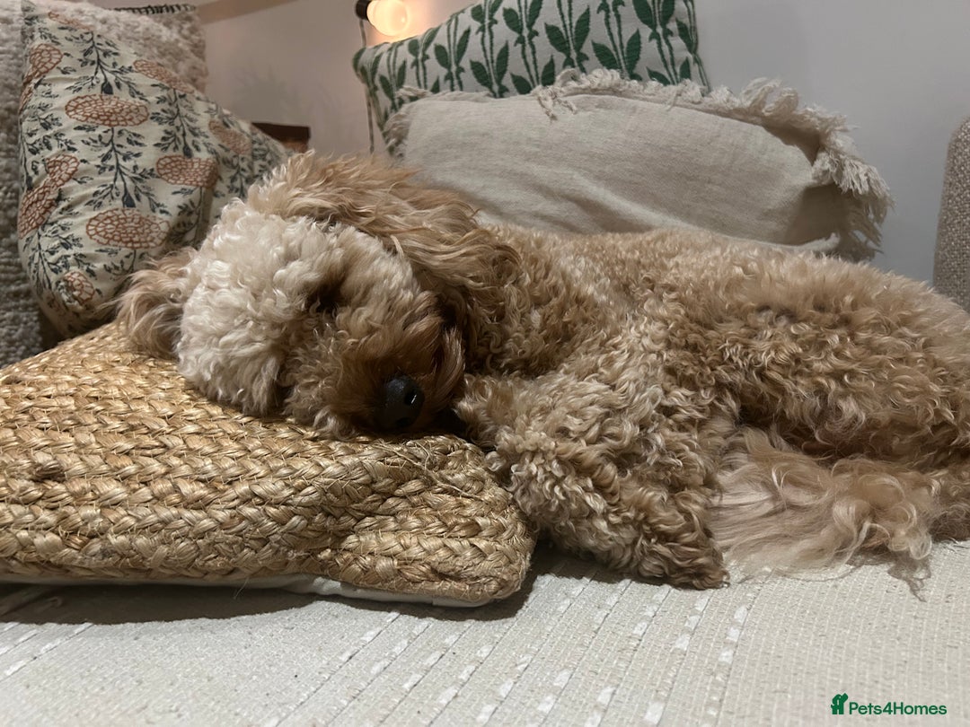 Miniature Poodle dogs for stud: miniature poodle  - Advert 2