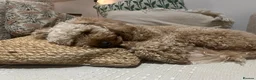 Miniature Poodle dogs for stud: miniature poodle  - Advert 2