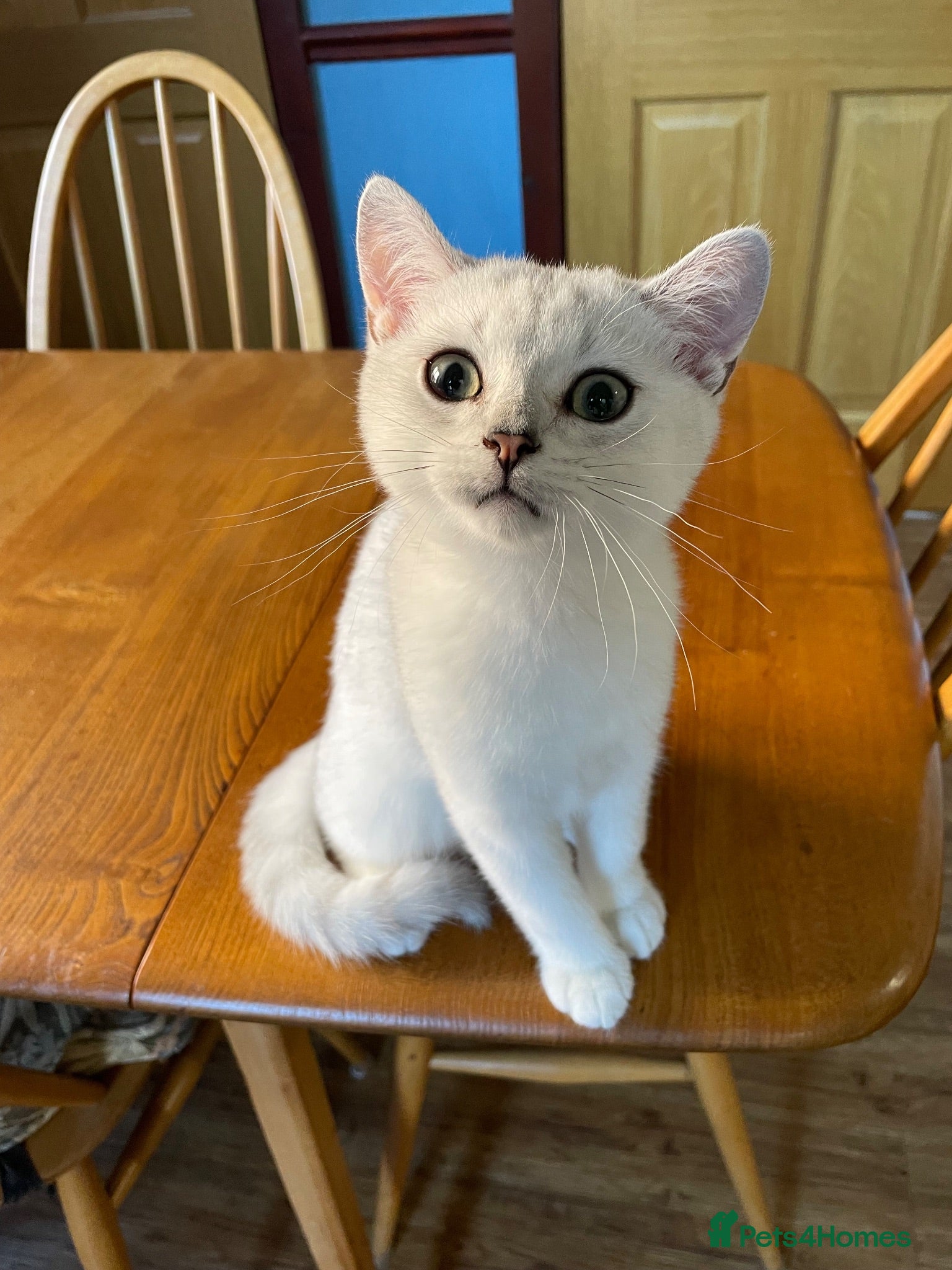British Shorthair cats BSH Silver/Black Tipped Boys GCCF Registered  - Advert 2