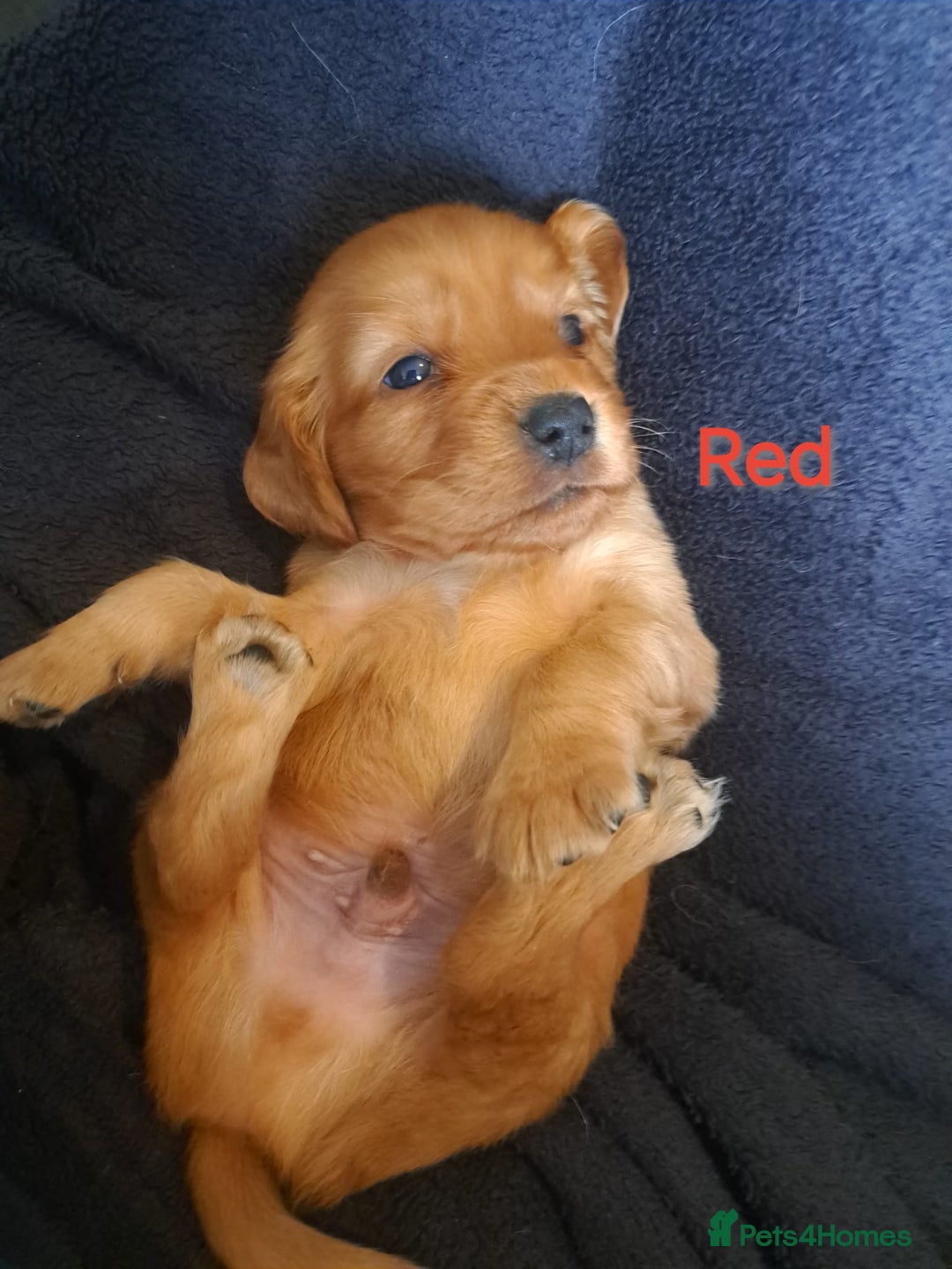 Cocker Spaniel dogs for sale: Cocker spaniel puppies - Image 3