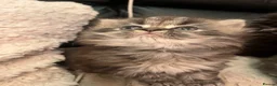 Persian cats for sale: Stunning persians in Shipley - Advert 8