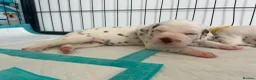 Dalmatian dogs for sale: Exceptional KC Liver Spotted Dalmatian Puppies - Advert 11