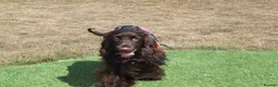 Field Spaniel dogs for sale: Rare Vulnerable Field Spaniels - Advert 3