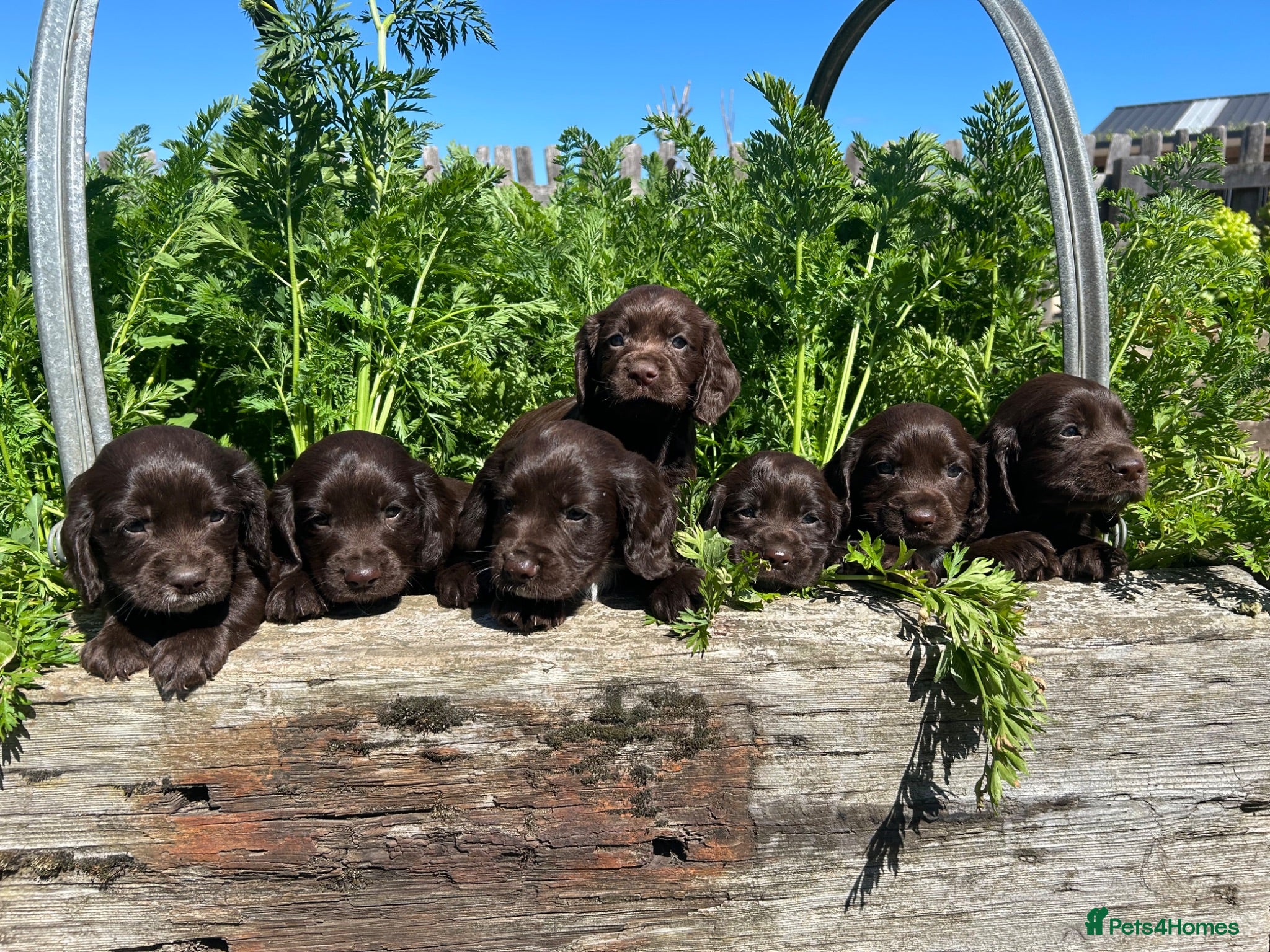 Cocker Spaniel dogs 6 working Cocker Spaniel puppies - Advert 1