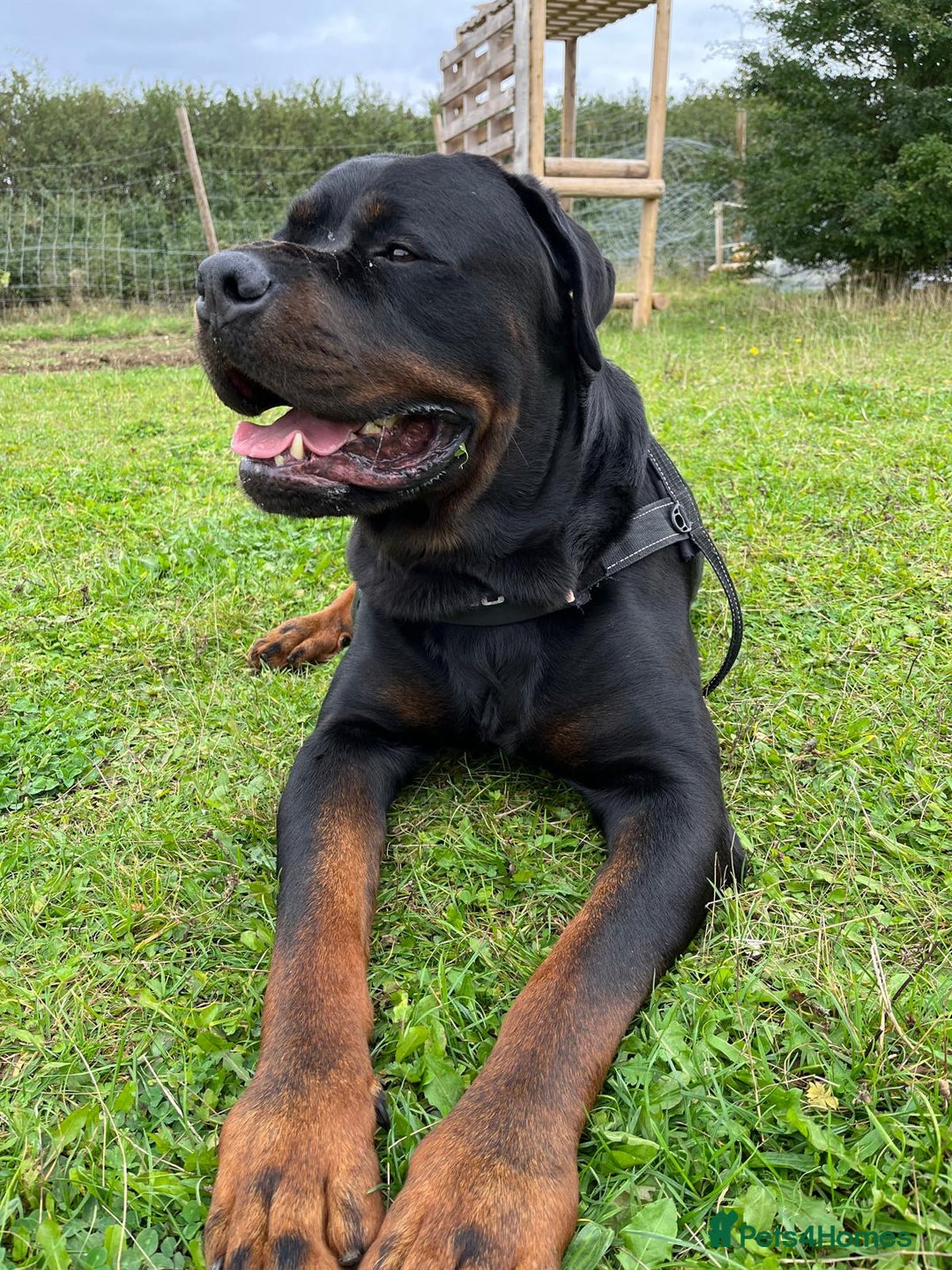 Rottweiler dogs for sale: Giant rottweiler pups,bred 4 size/health/temprment - Advert 7