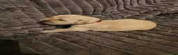 Golden Retriever dogs for sale: Golden Retriever puppys in Harrow London  - Advert 23