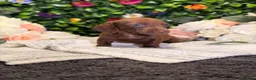 Dachshund dogs for sale: Standard Dachshund Puppies - READY NOW - Advert 34