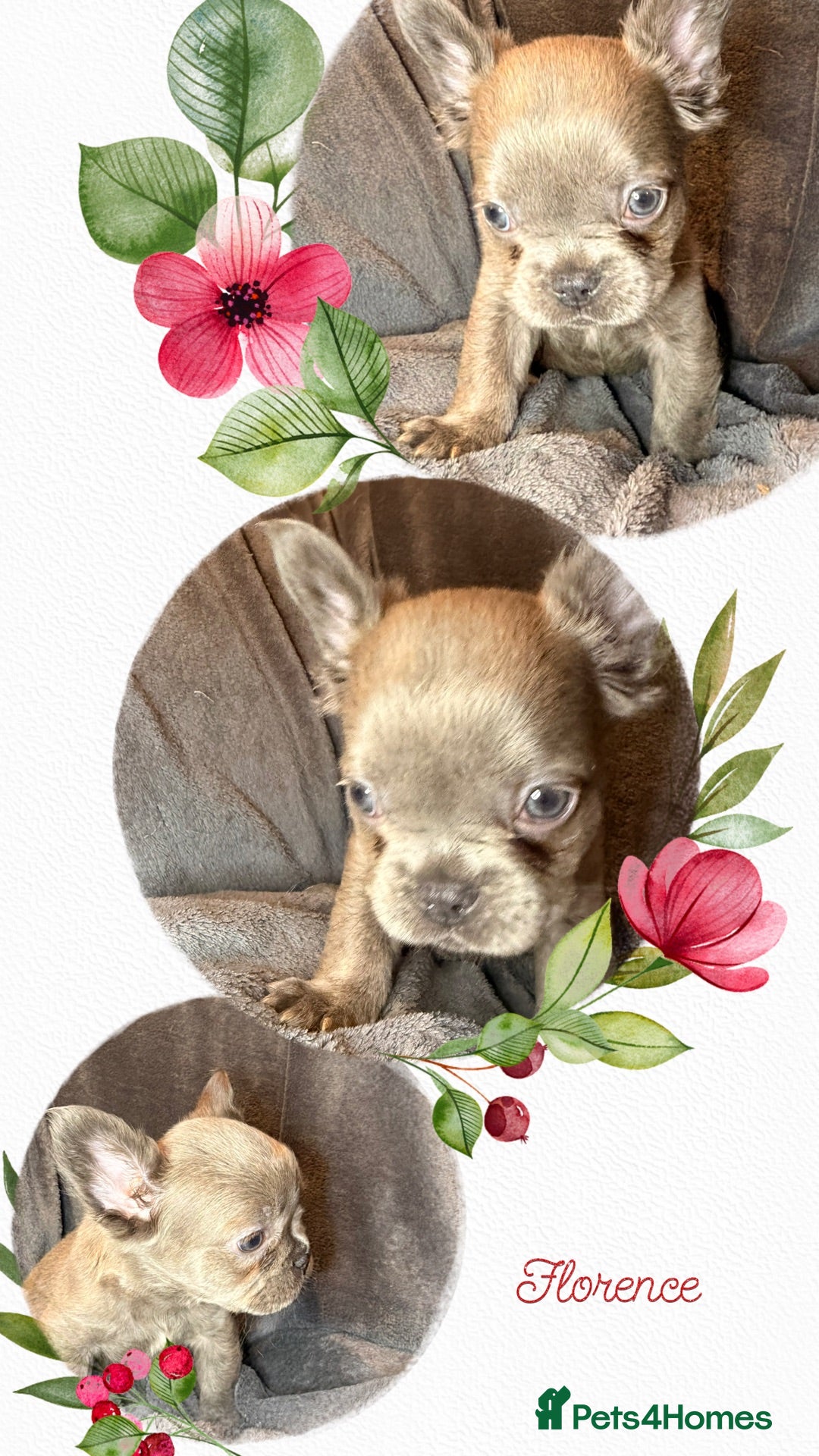 French Bulldog dogs Pedigree Chanel and Florence  - Advert 2
