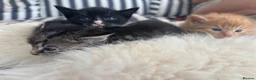Mixed Breed cats for sale: Tuxedo black & white kitten  - Advert 10