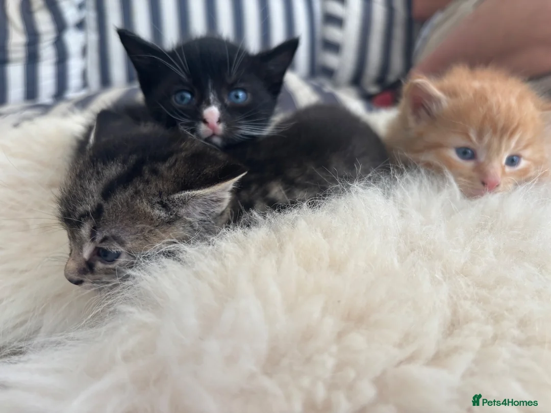 Mixed Breed cats for sale: Tuxedo black & white kitten  - Advert 10