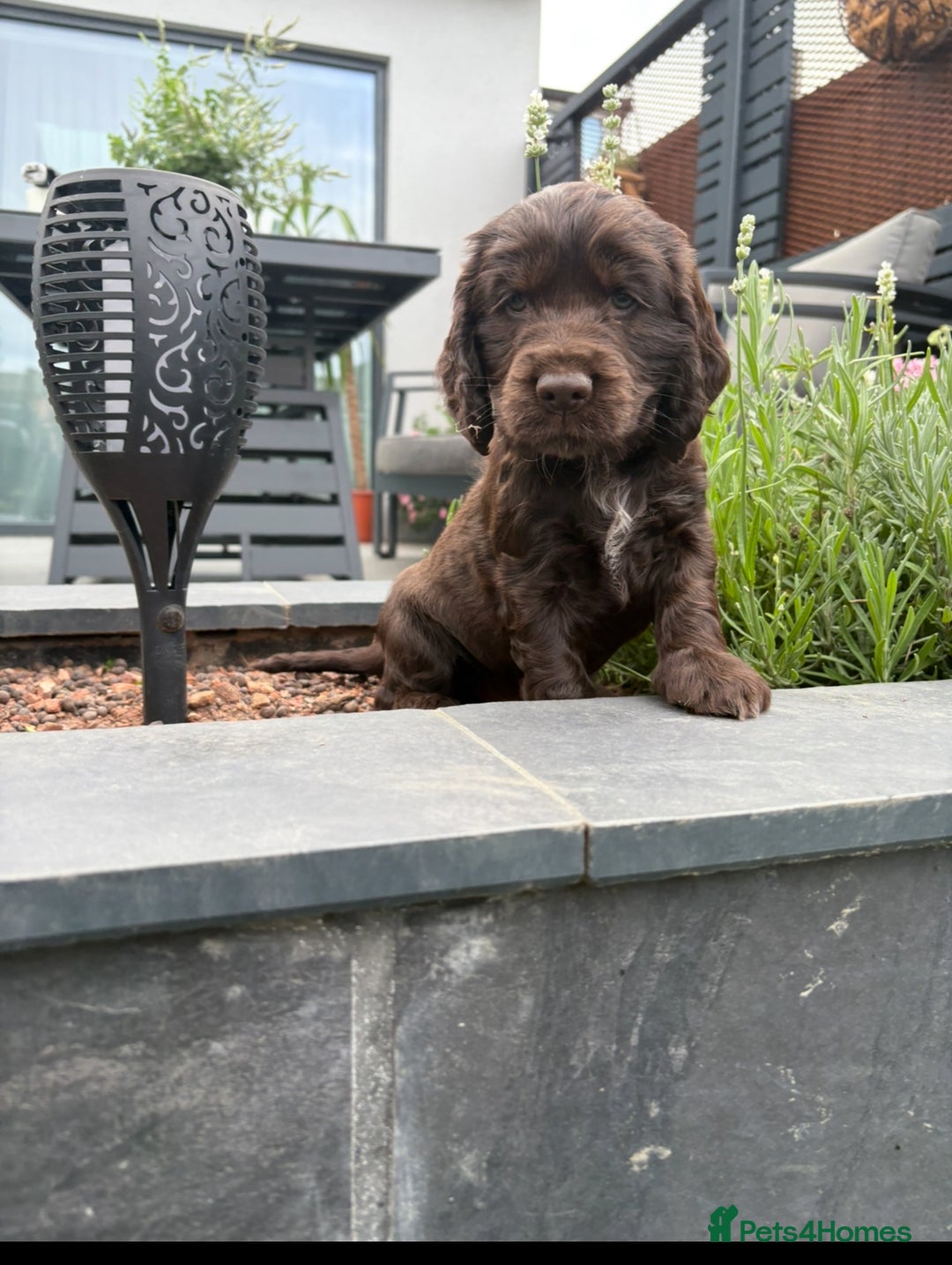 Cocker Spaniel dogs for sale: Ready to go last chocolate show cocker spaniel - Image 14