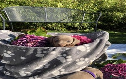 Miniature Dachshund dogs for sale: Miniature Dachshund (Isabella Tan line) - Image 14