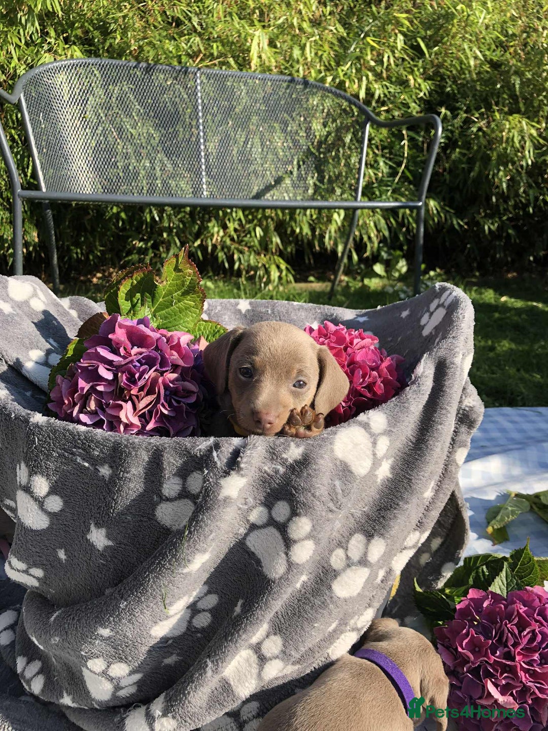Miniature Dachshund dogs for sale: Miniature Dachshund (Isabella Tan line) - Image 14